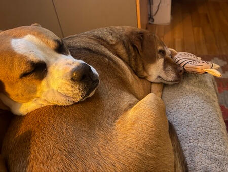 my puppies dog. a brown houndy dog curled up and sleeping and another dog (pitbull mix) resting her head on the first dog's torso and sleeping as well. they both look so happy and content